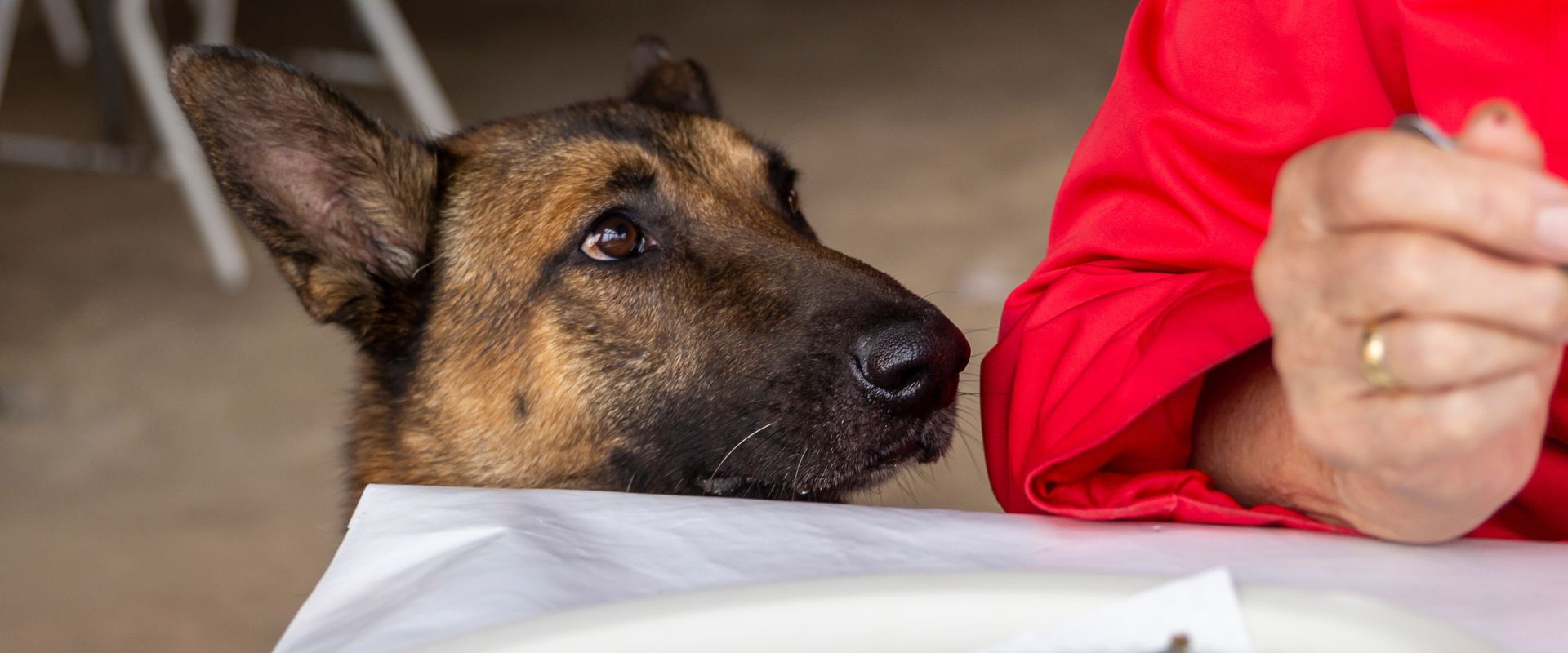 Dogs eat hot sale tuna fish